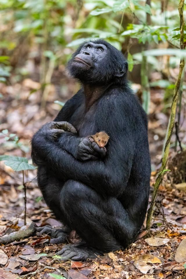Бонобо держит в руках мангуста