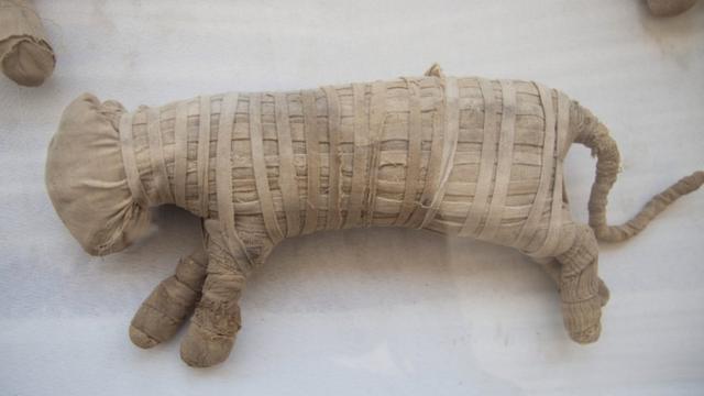 Выставка мумифицированных животных близ Каира