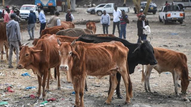 Исхудавшие из-за засухи коровы на базаре в Кении в октябре 2022 года