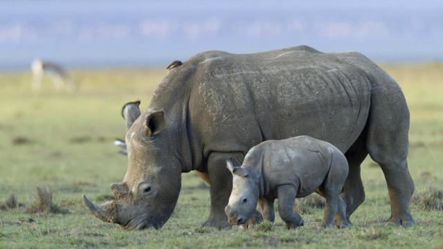 На носорогов часто охотятся из-за их рогов