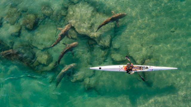 група акул супроводжує чоловіка в каяку