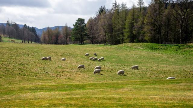 Овцы на лужайке