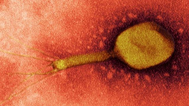 Вирусы бактериофаги способны "пожирать" бактерию изнутри - это новый действенный способ борьбы с инфекцией