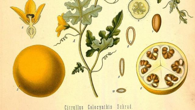 Колоцинт, ботаническая иллюстрация