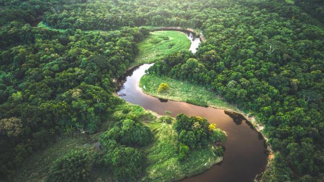 Леса Амазонки