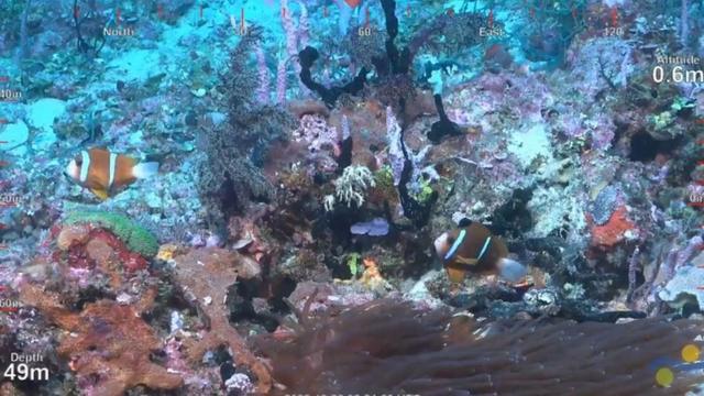 Подводные съемки рифа
