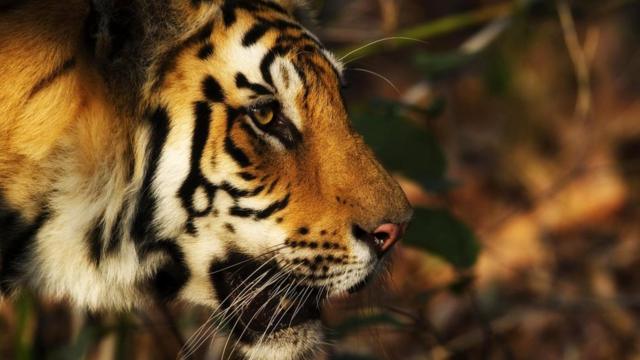 Бенгальские тигры - под угрозой вымирания