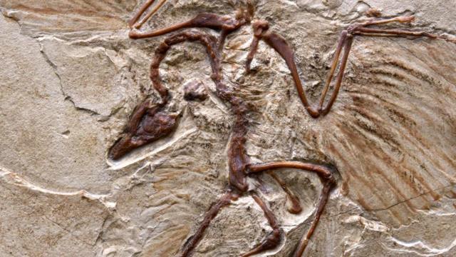 Главное, выбрать правильные условия - и, возможно, вы тоже сохранитесь так же долго, как этот археоптерикс, которому 150 млн лет