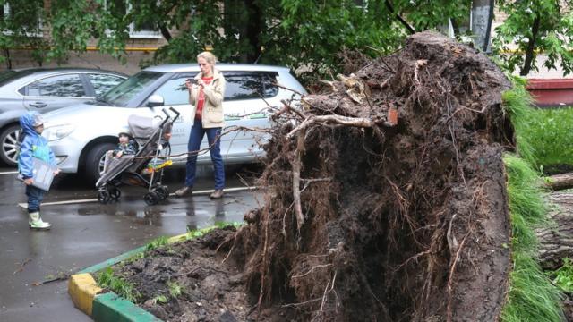 Поваленное дерево и женщина с ребенком