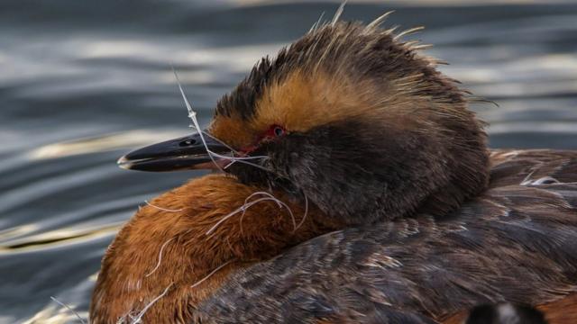 A horned grebe with fishing line tangled around its bill