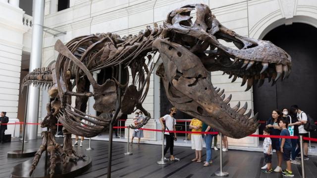 Скелет тирранозавра в Сингапуре