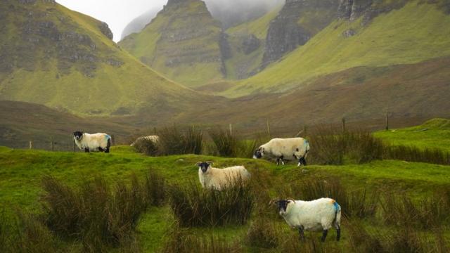 Горная долина и пасущиеся овцы