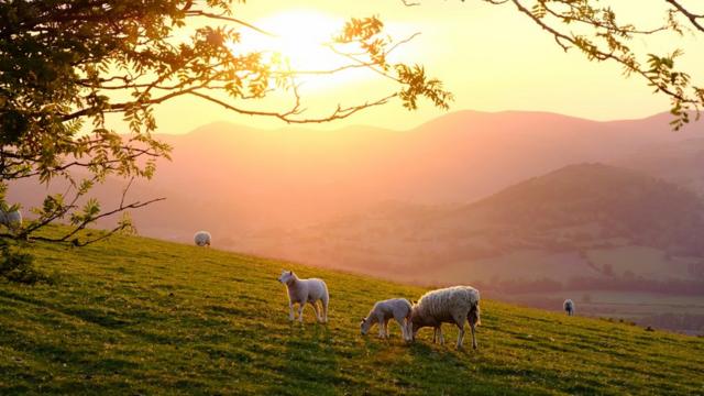 Закатное солнце, овцы и холмы