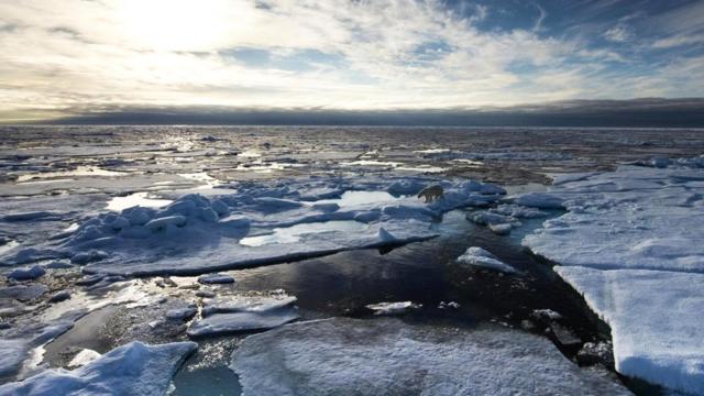 Резкие изменения климата - угроза существованию полярных медведей