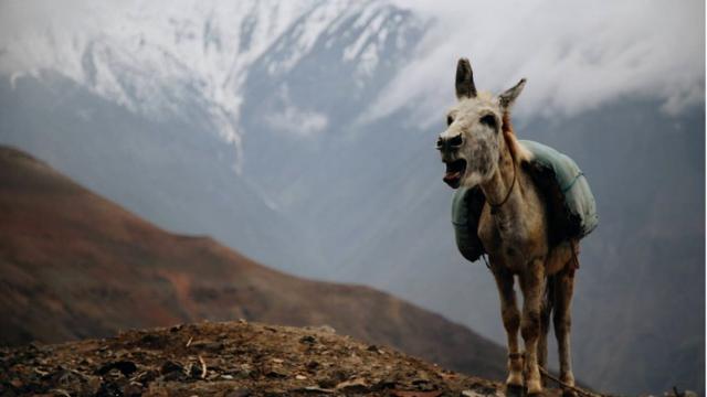 Ишак в горах Таджкистана
