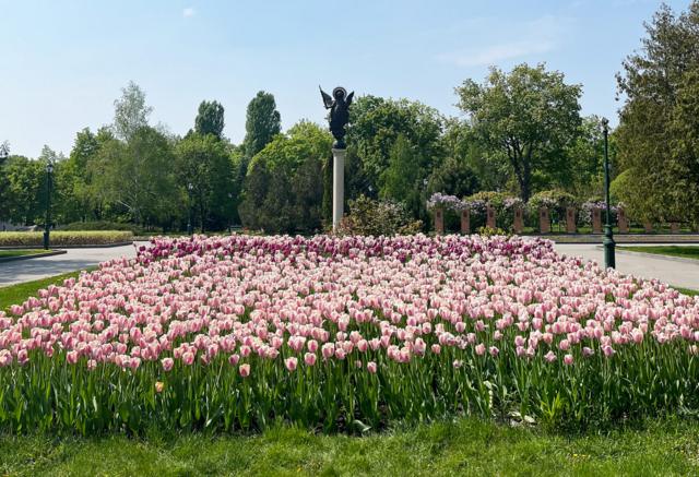 Цветущие тюльпаны в парке в центре Харькова, май 2022 года