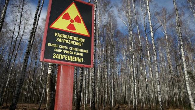 Огромные участки земли на территории Украины и Беларуси остаются непригодными для проживания из-за радиоактивного заражения, но растительная жизнь здесь - куда пышней, чем раньше
