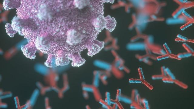 Антитела атакуют коронавирус