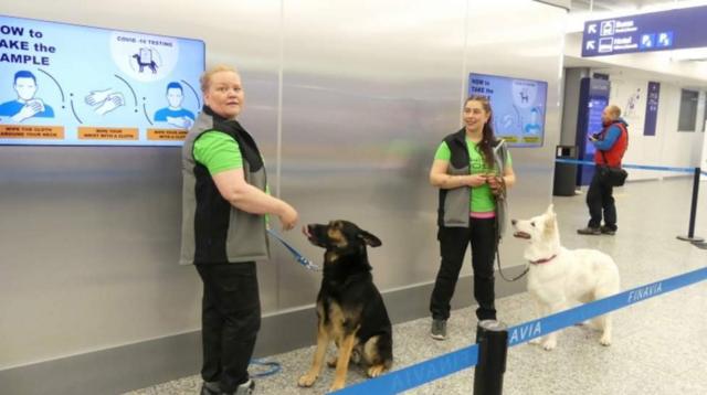 собаки в аэропорту