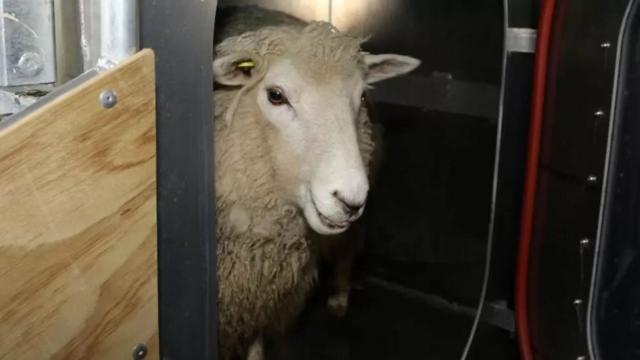Овца в небольшом помещении