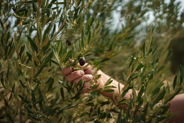 Un homme cueille une olive dans un champ