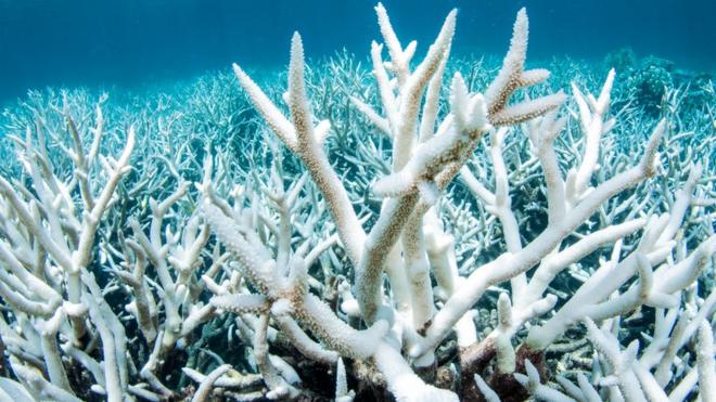 Severe coral bleaching on Australia's Great Barrier Reef