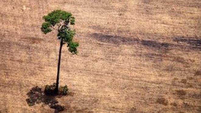 В бассейне реки Амазонки на территории Бразилии леса вырубаются под плантации сои