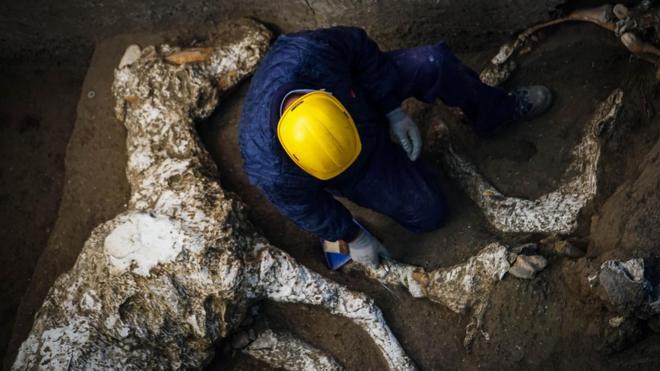 An expert works next to the whole cast of a parade horse found during excavations in Pompeii, near Naples, Italy, 23 December 2018