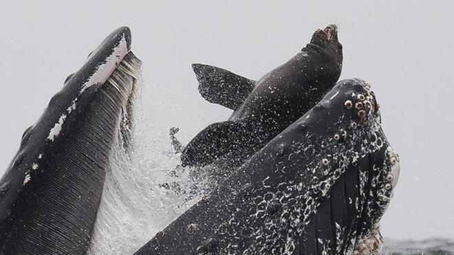 Морской лев в пасти у горбатого кита