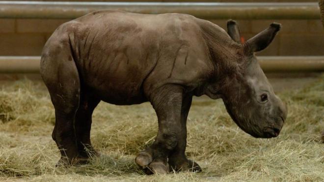 Новорожденный носорог в зоопарке Сан-Диего