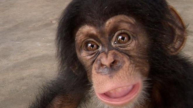 Двухмесячный шимпанзе, пойманный контрабандистами