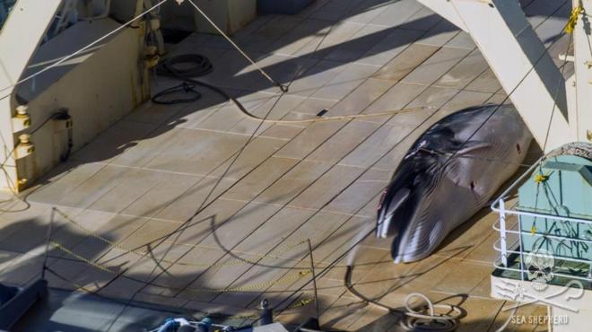 Images appear to show a protected whale on the deck of a Japanese whaling ship