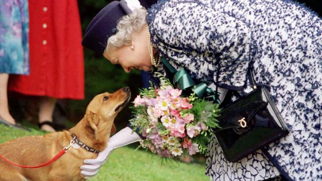королева здоровается со знакомой собачкой-корги в Нортумберлэнде, май 1998 г