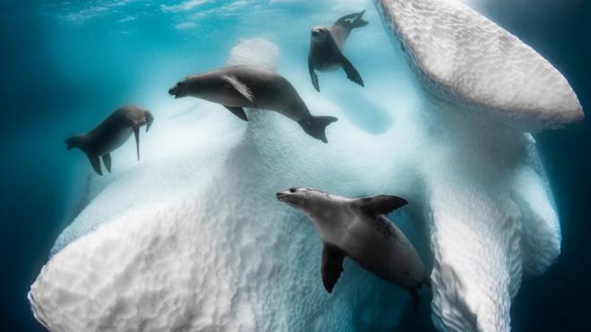 Seals around an iceberg in Antarctica