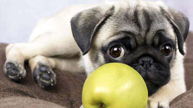 Собака с яблоком