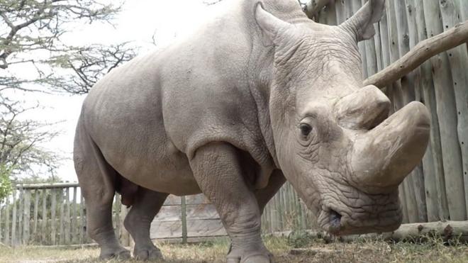В Кении умер последний самец северного белого носорога.