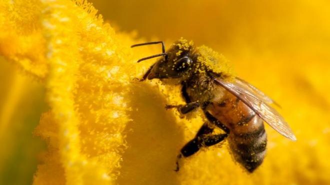 Без пчел наш мир погибнет за несколько лет