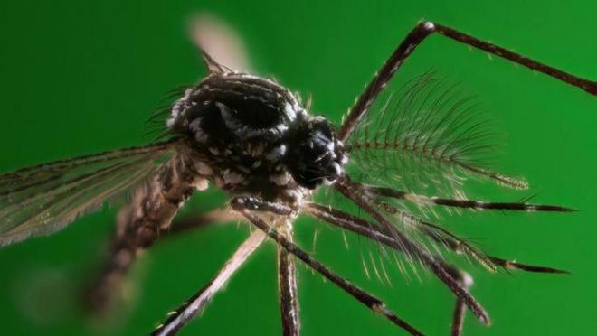 Aedes aegypti