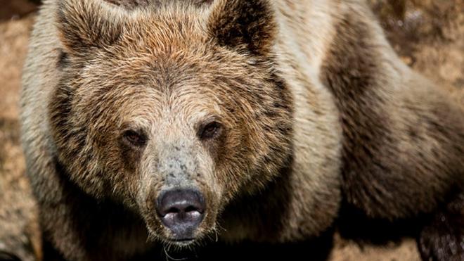 A brown bear at Rome zoo