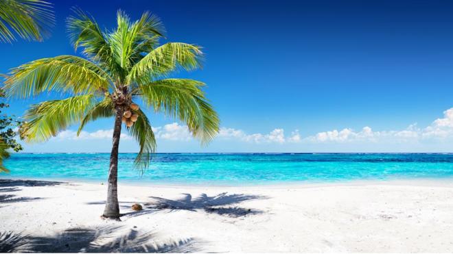 A Caribbean beach with white sand and a palm tree