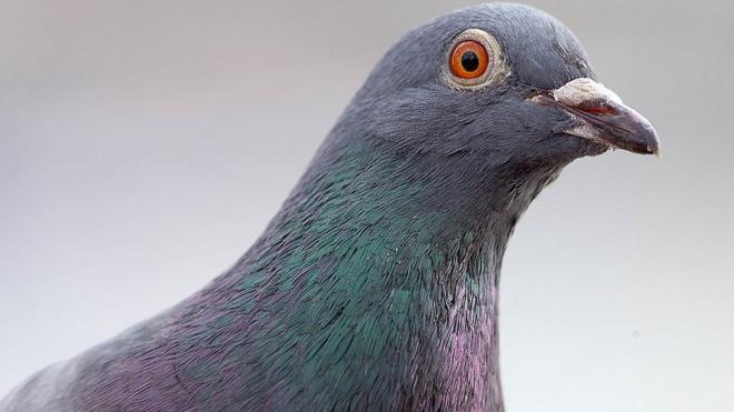 File image of a pigeon