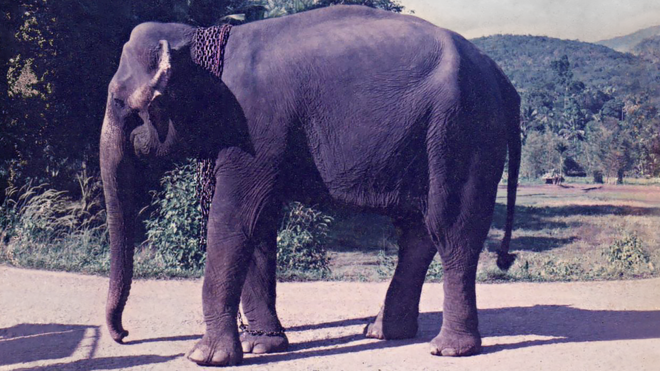 Манике, самая молодая слониха
