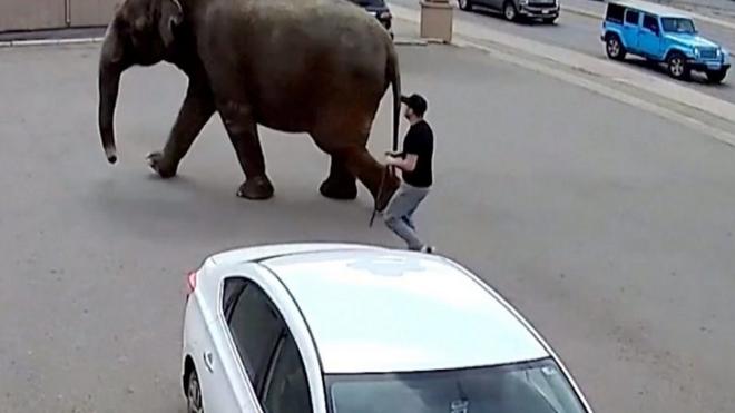 slon pobegao