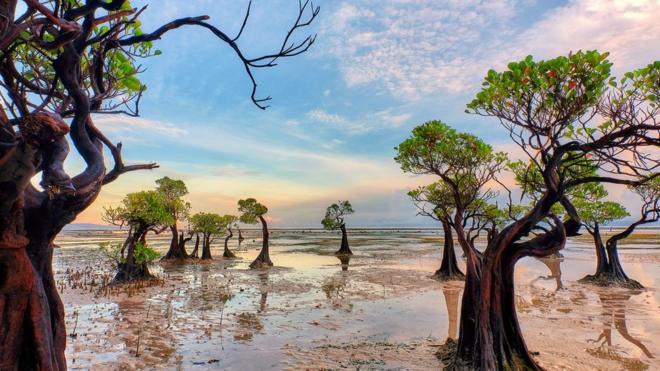 A landscape shot of mangrove trees at jaunty angles looking as though they are dancing