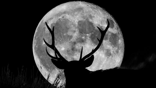 Male deer with antlers in front of the Moon
