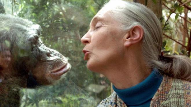Джейн общается с шимпанзе Наной в зоопарке Магдебурга, Германия