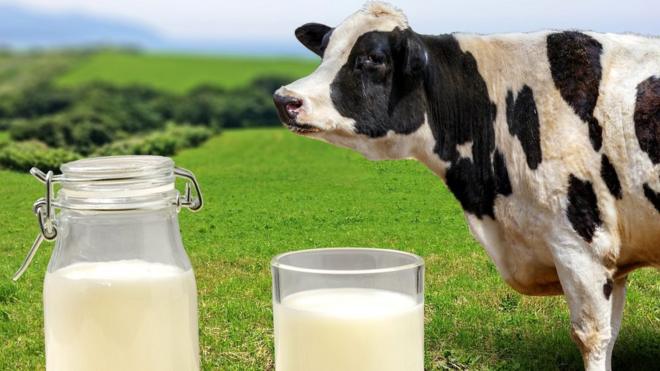 Молоко на фоне коровы