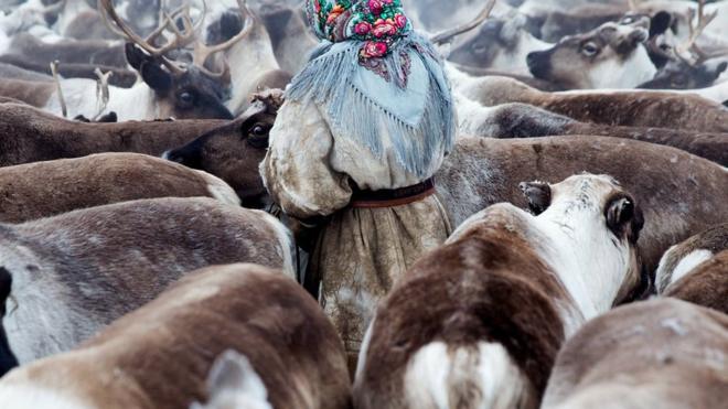 A young Nenets woman gathers the reindeer before migration. Yamal Peninsula, Siberia, Russia.