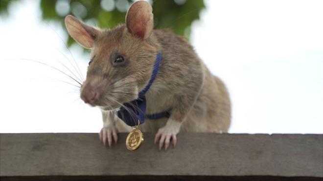 Magawa the giant African pouched rat