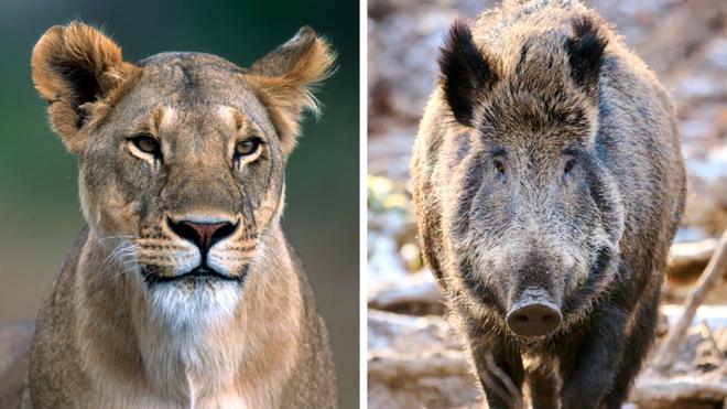 A composite image of a lioness and a boar